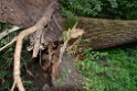 Baum umgestuerzt Koeln Vingst Waldstr P38